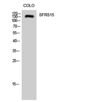 SFRS15 antibody