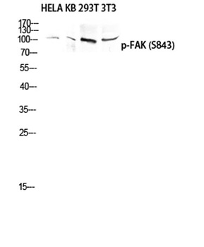 FAK (phospho-Ser843) antibody