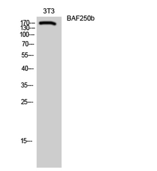 BAF250b rabbit pAb