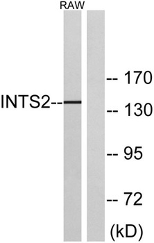 INTS2 antibody