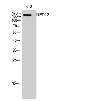 NEDL2 antibody