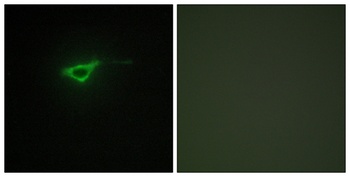 COL20A1 antibody