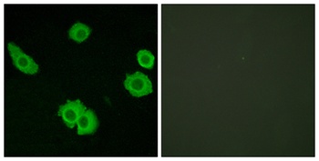 BAI-3 rabbit pAb
