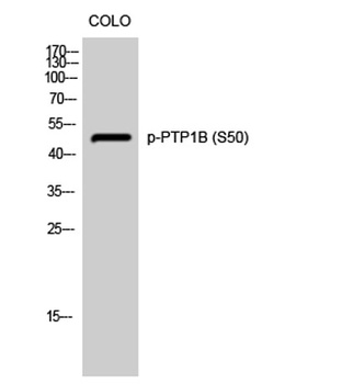PTP1B (phospho Ser50) rabbit pAb