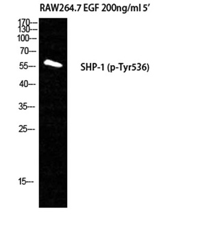 SH-PTP1 (phospho-Tyr536) antibody