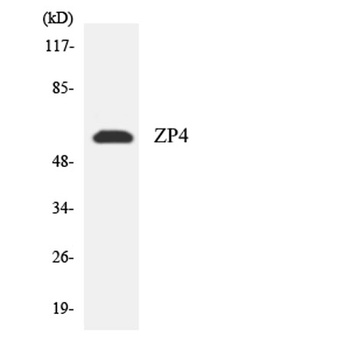 ZP4 rabbit pAb Antibody