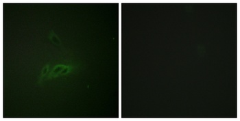 CD45 (phospho Ser1007) rabbit pAb