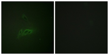 CD45 (phospho-Ser1007) antibody