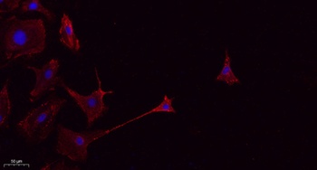 CD45 rabbit pAb