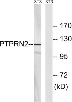 PTP IA-2β rabbit pAb