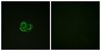 Actin-α/γ rabbit pAb