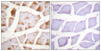 Actin-α/γ rabbit pAb Antibody