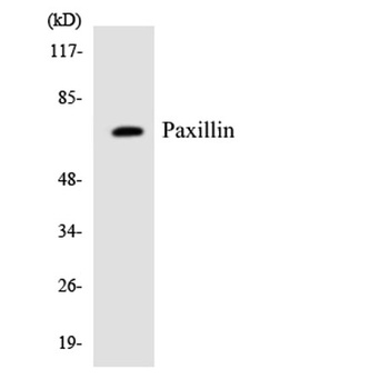 Paxillin rabbit pAb Antibody