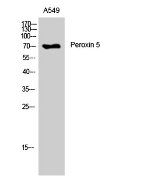 Peroxin 5 rabbit pAb