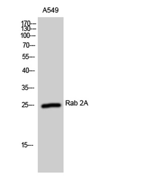 Rab 2A antibody