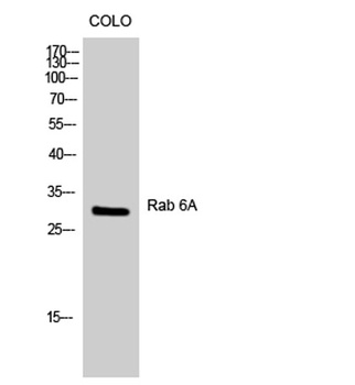 Rab 6A antibody