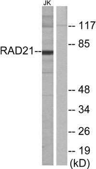 Rad21 rabbit pAb