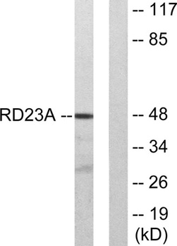 Rad23A antibody