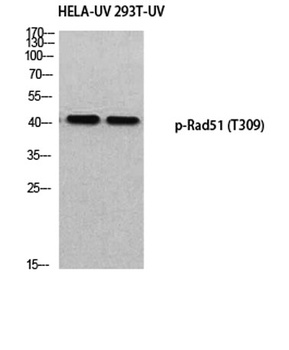 Rad51 (phospho Thr309) rabbit pAb