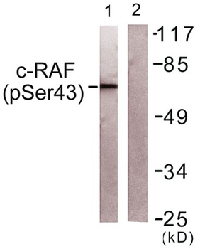 Raf-1 (phospho-Ser43) antibody