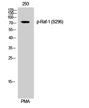 Raf-1 (phospho Ser296) rabbit pAb