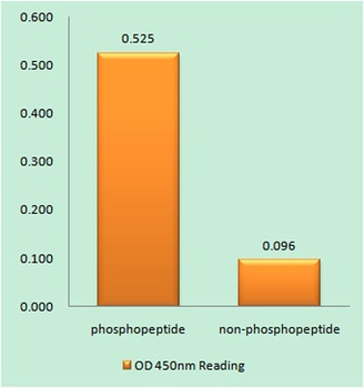 Raf-1 (phospho Ser621) rabbit pAb