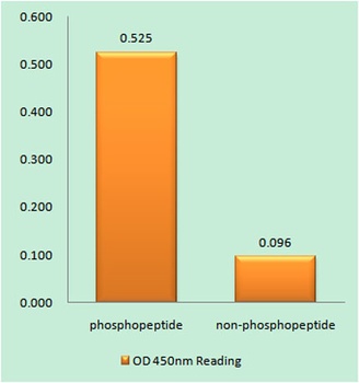 Raf-1 (phospho-Ser621) antibody