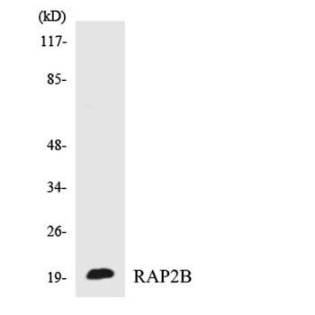 Rap 2B antibody