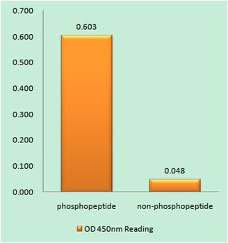 RARα (phospho Ser77) rabbit pAb
