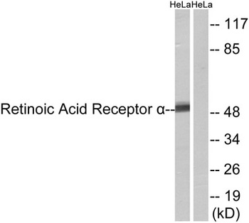 RAR alpha antibody