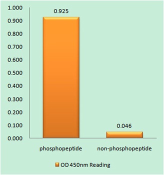 Rb (phospho Ser608) rabbit pAb