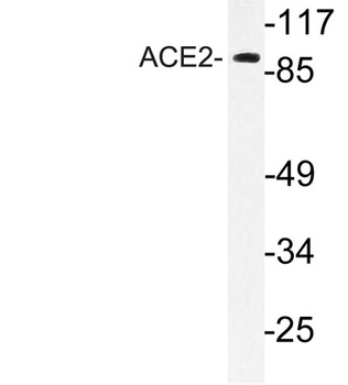 ACE2 rabbit pAb
