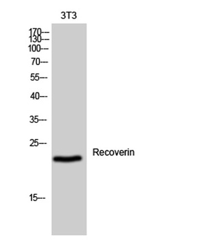 Recoverin rabbit pAb