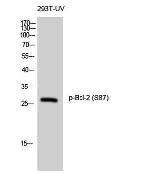 Bcl-2 (phospho-Ser87) antibody