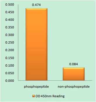 Ret (phospho-Tyr1015) antibody