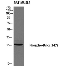Bcl-x (phospho-Thr47) antibody