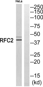 RFC2 rabbit pAb