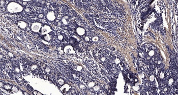 RGS7 rabbit pAb
