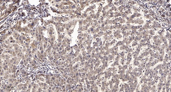 RGS12 rabbit pAb
