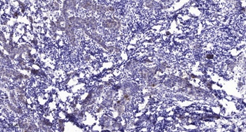 RGS16 (phospho Tyr168) rabbit pAb