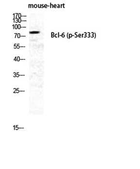 Bcl-6 (phospho-Ser333) antibody