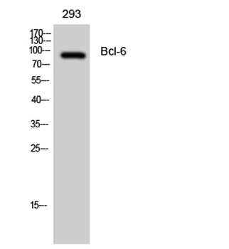 Bcl-6 antibody