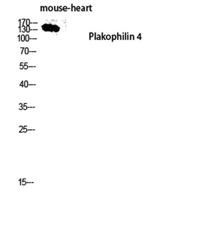Plakophilin 4 antibody