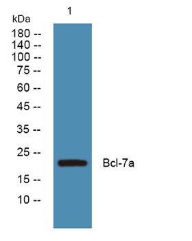 Bcl-7a antibody
