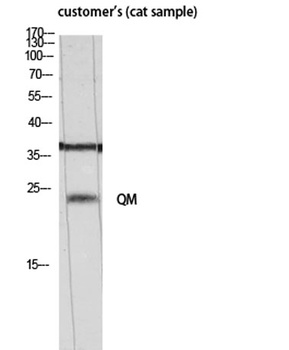 QM antibody