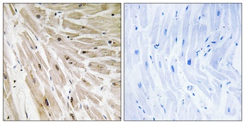 Ribosomal Protein L22 rabbit pAb