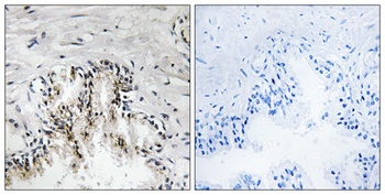 Ribosomal Protein L31 rabbit pAb