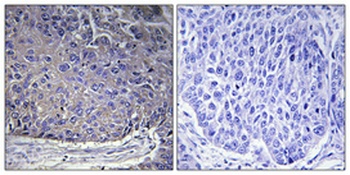 Ribosomal Protein L37A rabbit pAb