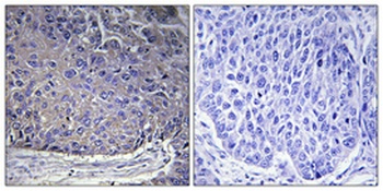 Ribosomal Protein L37A antibody