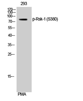 Rsk-1 (phospho Ser380) rabbit pAb